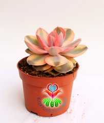 Echeveria 'Rainbow' -Gökkuşağı - Doğal Renkli- Büyük Boy-Birçok Renkte-10,5 cm saksıda sukulent
