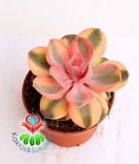 Echeveria 'Rainbow' -Gökkuşağı - Doğal Renkli- Büyük Boy-Birçok Renkte-10,5 cm saksıda sukulent