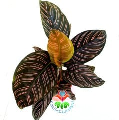 Calathea Ornata-Mükemmel Pembe Çizgili Yapraklı Dua Çiçeği-17 cm Saksıda 40+ cm Uzunluk- Galetya