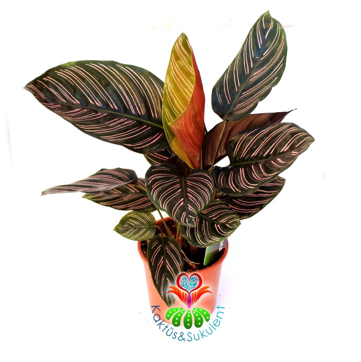 Calathea Ornata-Mükemmel Pembe Çizgili Yapraklı Dua Çiçeği-17 cm Saksıda 40+ cm Uzunluk- Galetya