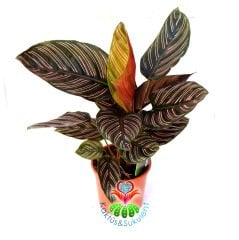 Calathea Ornata-Mükemmel Pembe Çizgili Yapraklı Dua Çiçeği-17 cm Saksıda 40+ cm Uzunluk- Galetya
