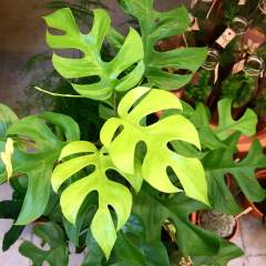 Rhaphidophora Tetrasperma-Küçük Monstera Yapraklı Özel Tür Salon Bitkisi-10,5 cm Saksıda