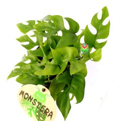 Rhaphidophora Tetrasperma-Küçük Monstera Yapraklı Özel Tür Salon Bitkisi-10,5 cm Saksıda