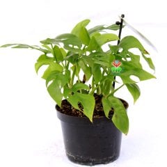 Rhaphidophora Tetrasperma-Küçük Monstera Yapraklı Özel Tür Salon Bitkisi-10,5 cm Saksıda