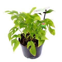Rhaphidophora Tetrasperma-Küçük Monstera Yapraklı Özel Tür Salon Bitkisi-10,5 cm Saksıda