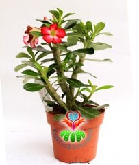 Sukulent, Adenium Obesum -Çöl Gülü- Tomurcuklu-15 cm saksıda-30+ cm Uzunluk-Teraryum,Kaktüs