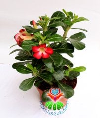 Sukulent, Adenium Obesum -Çöl Gülü- Tomurcuklu-15 cm saksıda-30+ cm Uzunluk-Teraryum,Kaktüs