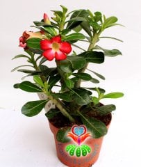 Sukulent, Adenium Obesum -Çöl Gülü- Tomurcuklu-15 cm saksıda-30+ cm Uzunluk-Teraryum,Kaktüs