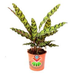 Calathea Lancifolia- Koyu Yeşil Noktalı Desenli Yapraklı Muhteşem Dua Çiçeği- Galetya 12cm Saksıda 40 cm Yükseklikte