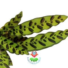 Calathea Lancifolia- Koyu Yeşil Noktalı Desenli Yapraklı Muhteşem Dua Çiçeği- Galetya 12cm Saksıda 40 cm Yükseklikte