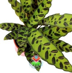 Calathea Lancifolia- Koyu Yeşil Noktalı Desenli Yapraklı Muhteşem Dua Çiçeği- Galetya 12cm Saksıda 40 cm Yükseklikte