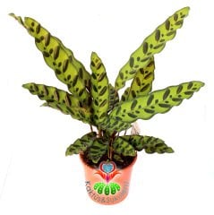 Calathea Lancifolia- Koyu Yeşil Noktalı Desenli Yapraklı Muhteşem Dua Çiçeği- Galetya 12cm Saksıda 40 cm Yükseklikte