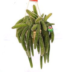 Selenicereus Validus-Büyük Boy Sarkıcı Kaktüs-Büyük Beyaz Çiçek Açar-12 cm Saksıda
