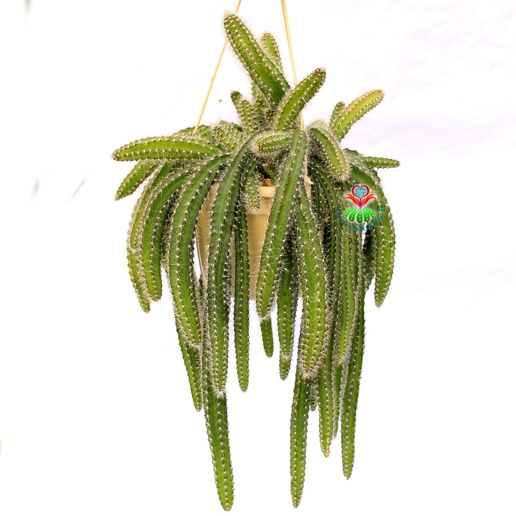 Selenicereus Validus-Büyük Boy Sarkıcı Kaktüs-Büyük Beyaz Çiçek Açar-12 cm Saksıda