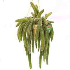 Selenicereus Validus-Büyük Boy Sarkıcı Kaktüs-Büyük Beyaz Çiçek Açar-12 cm Saksıda