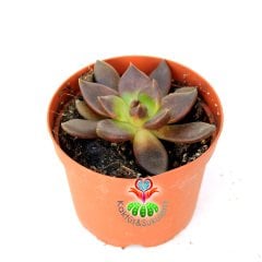Sukulent,Echeveria Black Knight- Kara Şövalye- 8,5 cm saksıda-Siyah Renk Sukkulent-Teraryum, Kaktus,