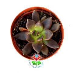 Sukulent,Echeveria Black Knight- Kara Şövalye- 8,5 cm saksıda-Siyah Renk Sukkulent-Teraryum, Kaktus,
