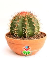 Kaktüs,Melocactus Matanzanus DEV BOY-NADİR TÜR-MÜKEMMEL FORM- BAŞKA YERDE YOK 25 cm saksıda,Sukulent