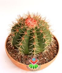 Kaktüs,Melocactus Matanzanus DEV BOY-NADİR TÜR-MÜKEMMEL FORM- BAŞKA YERDE YOK 25 cm saksıda,Sukulent
