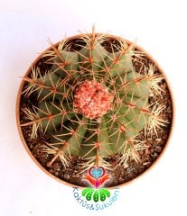 Kaktüs,Melocactus Matanzanus DEV BOY-NADİR TÜR-MÜKEMMEL FORM- BAŞKA YERDE YOK 25 cm saksıda,Sukulent