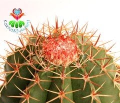 Kaktüs,Melocactus Matanzanus DEV BOY-NADİR TÜR-MÜKEMMEL FORM- BAŞKA YERDE YOK 25 cm saksıda,Sukulent