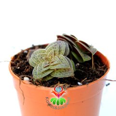 Sukulent, Crassula Exilis Picturata -5,5 cm Saksıda-Kırmızı Pagoda Bitkisi Çok Nadir Sıradışı Yapraklı ve Formlu