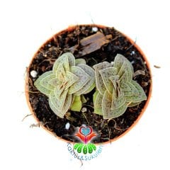 Sukulent, Crassula Exilis Picturata -5,5 cm Saksıda-Kırmızı Pagoda Bitkisi Çok Nadir Sıradışı Yapraklı ve Formlu