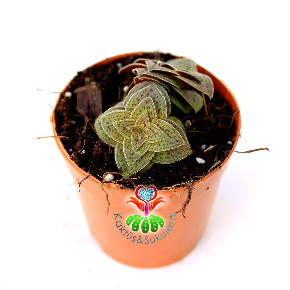 Sukulent, Crassula Exilis Picturata -5,5 cm Saksıda-Kırmızı Pagoda Bitkisi Çok Nadir Sıradışı Yapraklı ve Formlu
