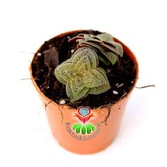 Sukulent, Crassula Exilis Picturata -5,5 cm Saksıda-Kırmızı Pagoda Bitkisi Çok Nadir Sıradışı Yapraklı ve Formlu