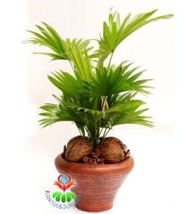 Gerçek Hava Temizleyeci, Aranjmanlı Livistona Rotundifolia - 25 cm Seramik Saksıda- Ofis Ev Hava Temizleyici
