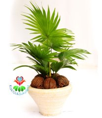 Gerçek Hava Temizleyeci, Aranjmanlı Livistona Rotundifolia - 25 cm Seramik Saksıda- Ofis Ev Hava Temizleyici