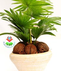 Gerçek Hava Temizleyeci, Aranjmanlı Livistona Rotundifolia - 25 cm Seramik Saksıda- Ofis Ev Hava Temizleyici