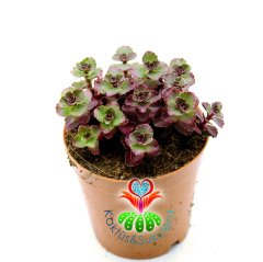 Plectranthus Dark Red, İnce Mor Renk Yapraklı Teraryum Bitkisi- Mükemmel Renk Tonlarında 5,5 cm Saksıda