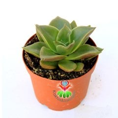 Sukulent, Echeveria 'Mexicano'- Koyu Renk Sert Yapraklı- Sıradışı Yeşil Tonlarında 8,5 cm Saksıda