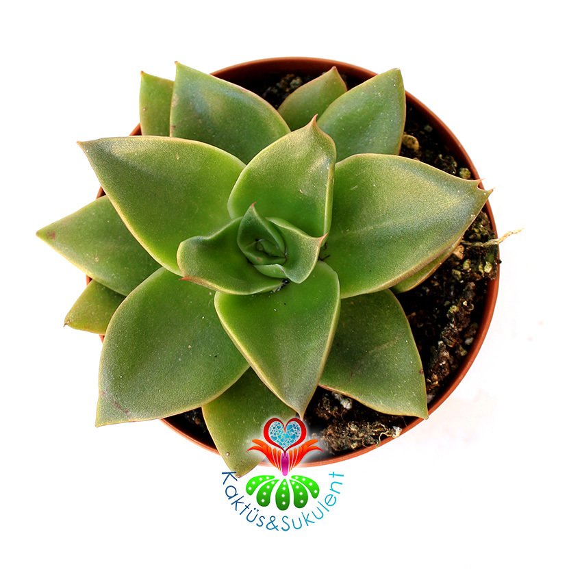Sukulent, Echeveria 'Mexicano'- Koyu Renk Sert Yapraklı- Sıradışı Yeşil Tonlarında 8,5 cm Saksıda