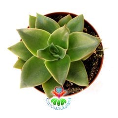 Sukulent, Echeveria 'Mexicano'- Koyu Renk Sert Yapraklı- Sıradışı Yeşil Tonlarında 8,5 cm Saksıda