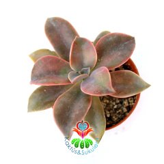 Sukulent, Graptopetalum Paraguayense-Doğal Koyu Pembe Renk Yapraklı 5,5 cm Saksıda