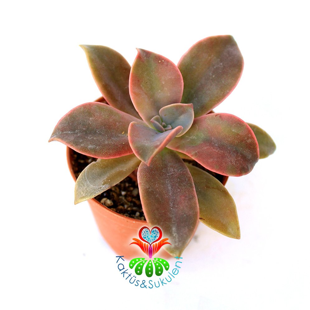Sukulent, Graptopetalum Paraguayense-Doğal Koyu Pembe Renk Yapraklı 5,5 cm Saksıda