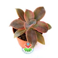 Sukulent, Graptopetalum Paraguayense-Doğal Koyu Pembe Renk Yapraklı 5,5 cm Saksıda
