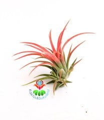 Tillandsia Ionantha - Hava Bitkisi-Köksüz Yaşar-Air Plant-Mükemmel Renkte-6 cm Büyüklükte,Teraryum