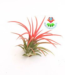 Tillandsia Ionantha - Hava Bitkisi-Köksüz Yaşar-Air Plant-Mükemmel Renkte-6 cm Büyüklükte,Teraryum