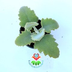 Kalanchoe Millotii (Millot Kalanchoe) - Tüylü Yapraklı Beyaz Gri Renk Tonlarında 5,5 cm Saksıda Kalanşo