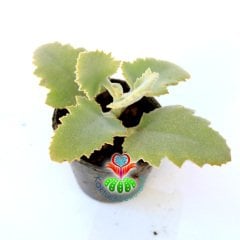 Kalanchoe Millotii (Millot Kalanchoe) - Tüylü Yapraklı Beyaz Gri Renk Tonlarında 5,5 cm Saksıda Kalanşo