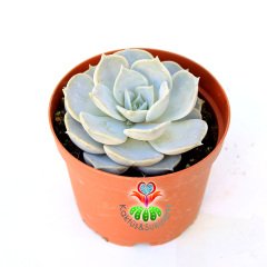 Echeveria Lilacina Ghost - Hayalet Eçeverya-Beyaz Renk Sukkulent 8,5 cm saksıda -Teraryum, Sukulent