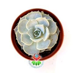 Echeveria Lilacina Ghost - Hayalet Eçeverya-Beyaz Renk Sukkulent 8,5 cm saksıda -Teraryum, Sukulent