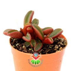 Sukulent,Peperomia Graveolens -Dikey Bordo Yeşil Renk Yapraklı- 5,5 cm saksıda Sıradışı Mükemmel Tür