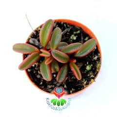 Sukulent,Peperomia Graveolens -Dikey Bordo Yeşil Renk Yapraklı- 5,5 cm saksıda Sıradışı Mükemmel Tür