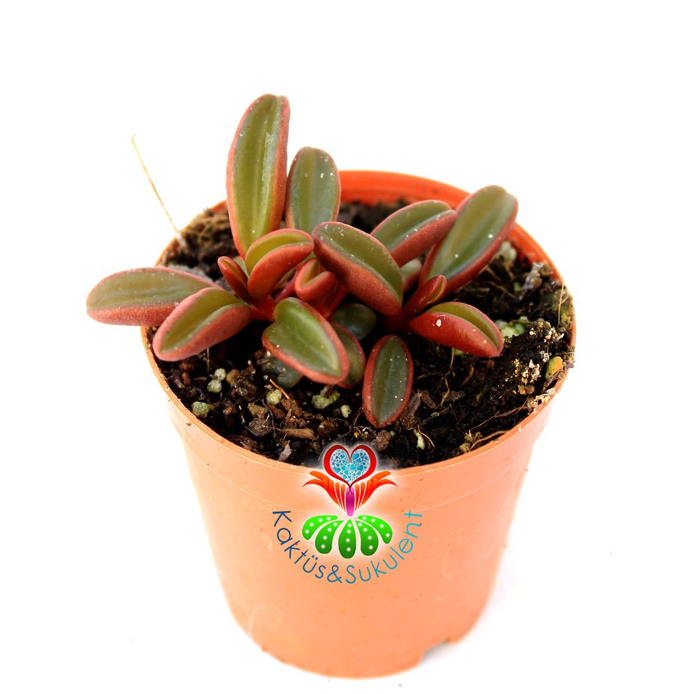 Sukulent,Peperomia Graveolens -Dikey Bordo Yeşil Renk Yapraklı- 5,5 cm saksıda Sıradışı Mükemmel Tür