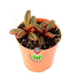 Sukulent,Peperomia Graveolens -Dikey Bordo Yeşil Renk Yapraklı- 5,5 cm saksıda Sıradışı Mükemmel Tür