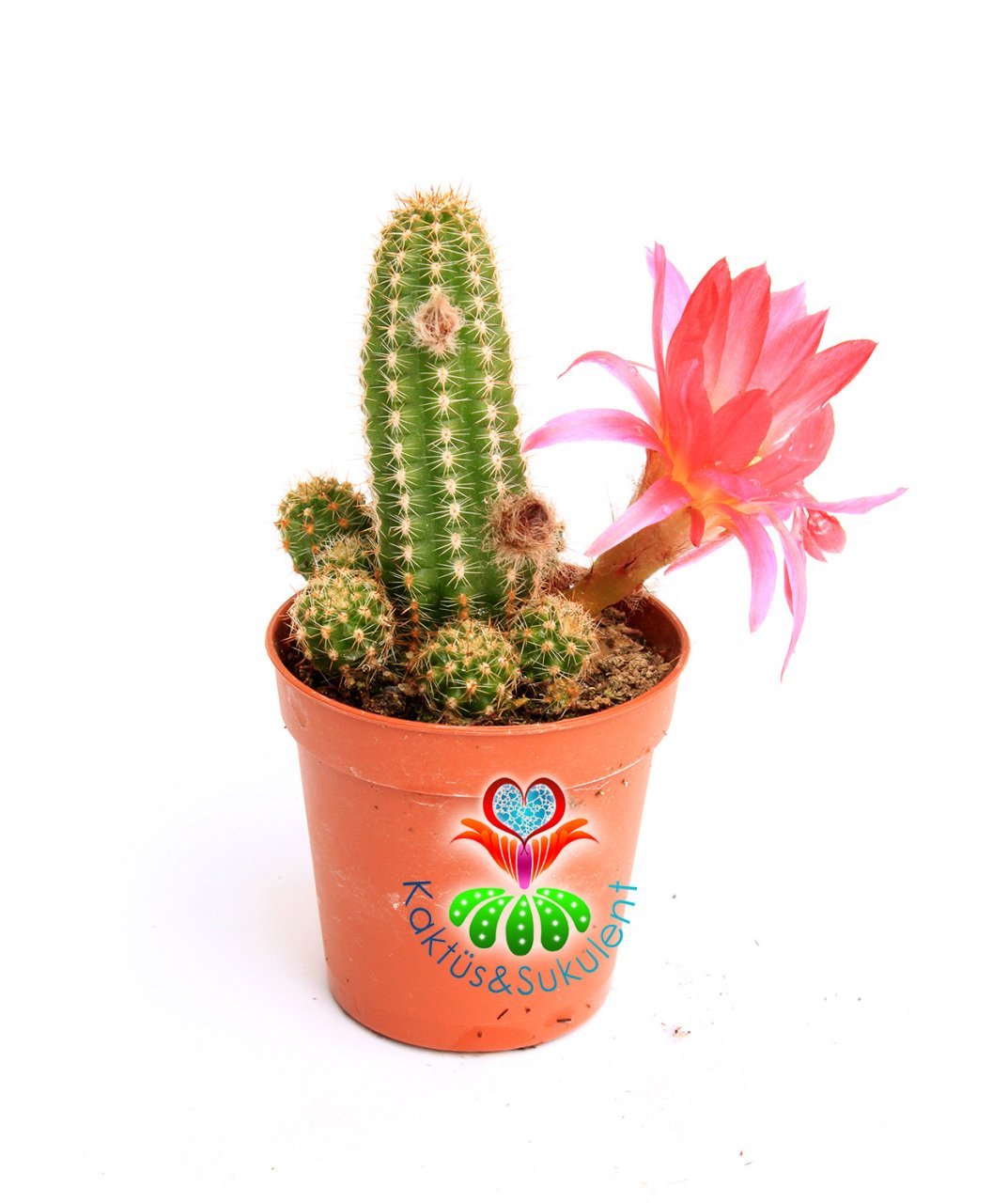 Fuşya Renk Çiçekli Kaktüs, Chamaecereus Silvestrii Hybrid-Tilki Kuyruğu - 5,5 cm saksı, Yılan Kaktüs